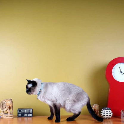 Reflective Teal Cat Collar with Safety Buckle and Removable Bell for Kitten and Cats